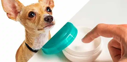 Can You Use Aquaphor On Dogs