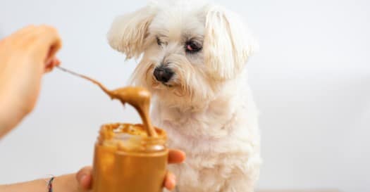 Can Dogs Have Almond Butter