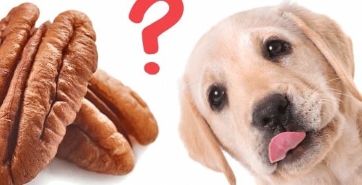 Can Dogs Have Pecans