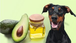 Can Dogs Have Avocado Oil