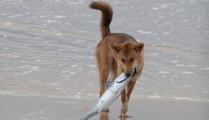 Can Dogs Have Fish