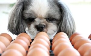 Can Dogs Have Hard Boiled Eggs