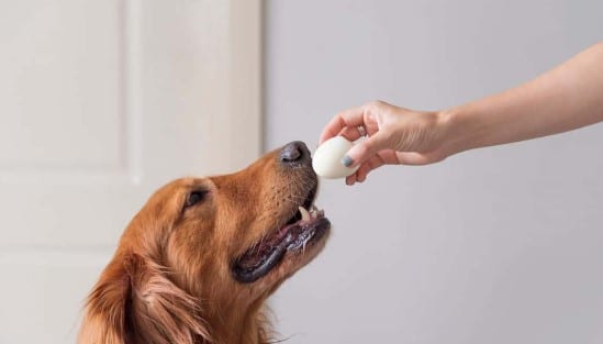 Can Dogs Have Hard Boiled Eggs